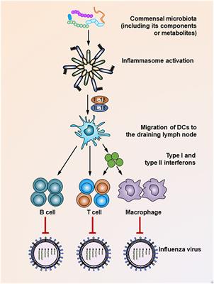 The Commensal Microbiota and Viral Infection: A Comprehensive Review